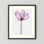 Watercolor Anemone 