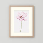 Watercolor Cosmos 
