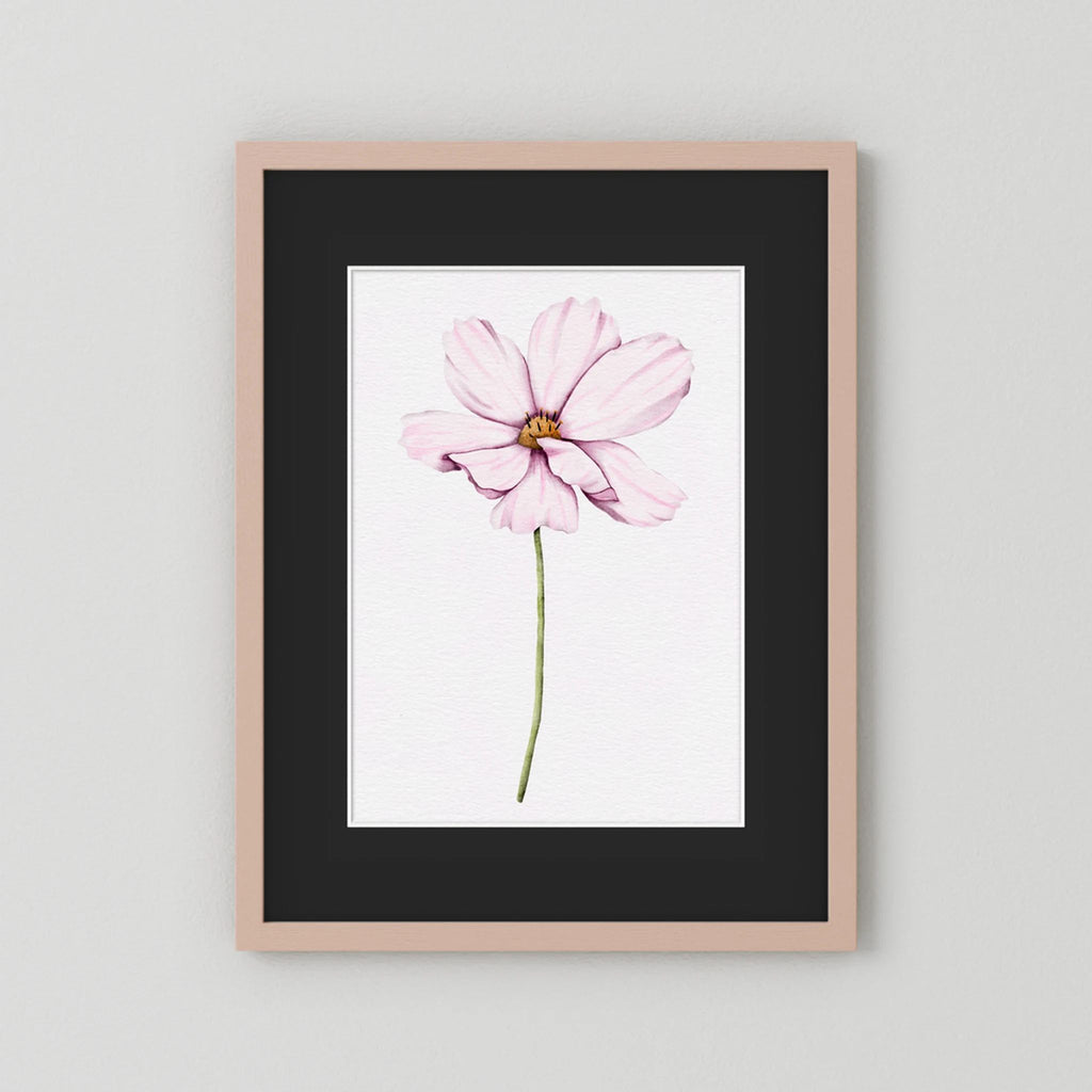 Watercolor Cosmos 