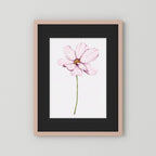 Watercolor Cosmos 