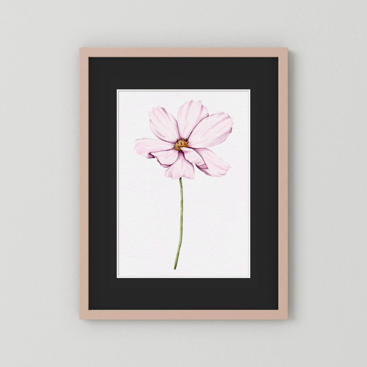 Watercolor Cosmos 