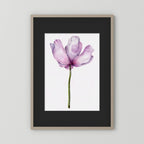 Watercolor Anemone 