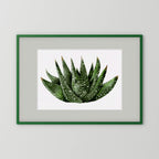 Watercolor Spiky Succulent