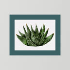 Watercolor Spiky Succulent