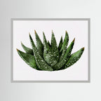 Watercolor Spiky Succulent