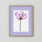 Watercolor Anemone 