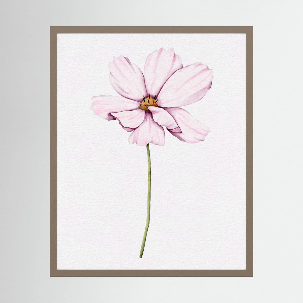 Watercolor Cosmos 