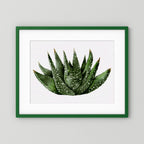 Watercolor Spiky Succulent