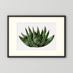 Watercolor Spiky Succulent