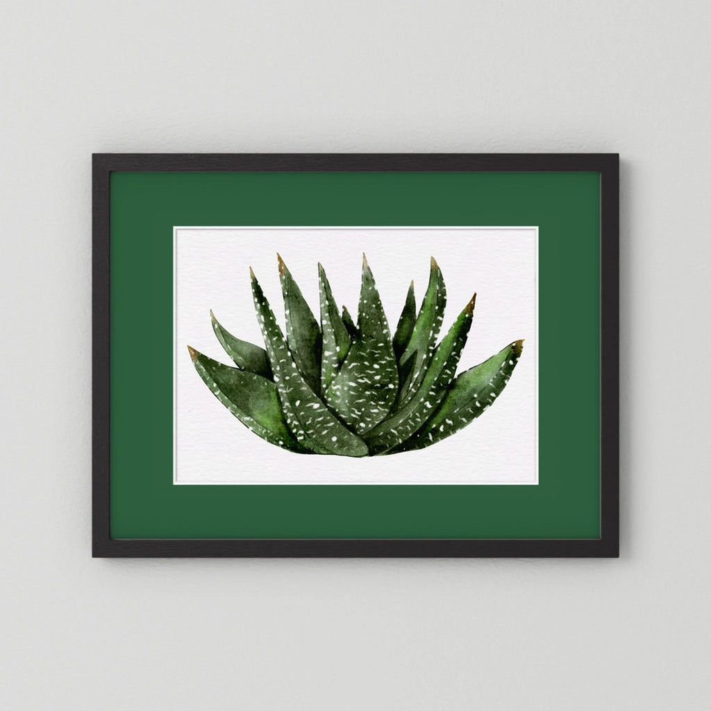 Watercolor Spiky Succulent