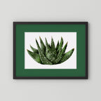 Watercolor Spiky Succulent