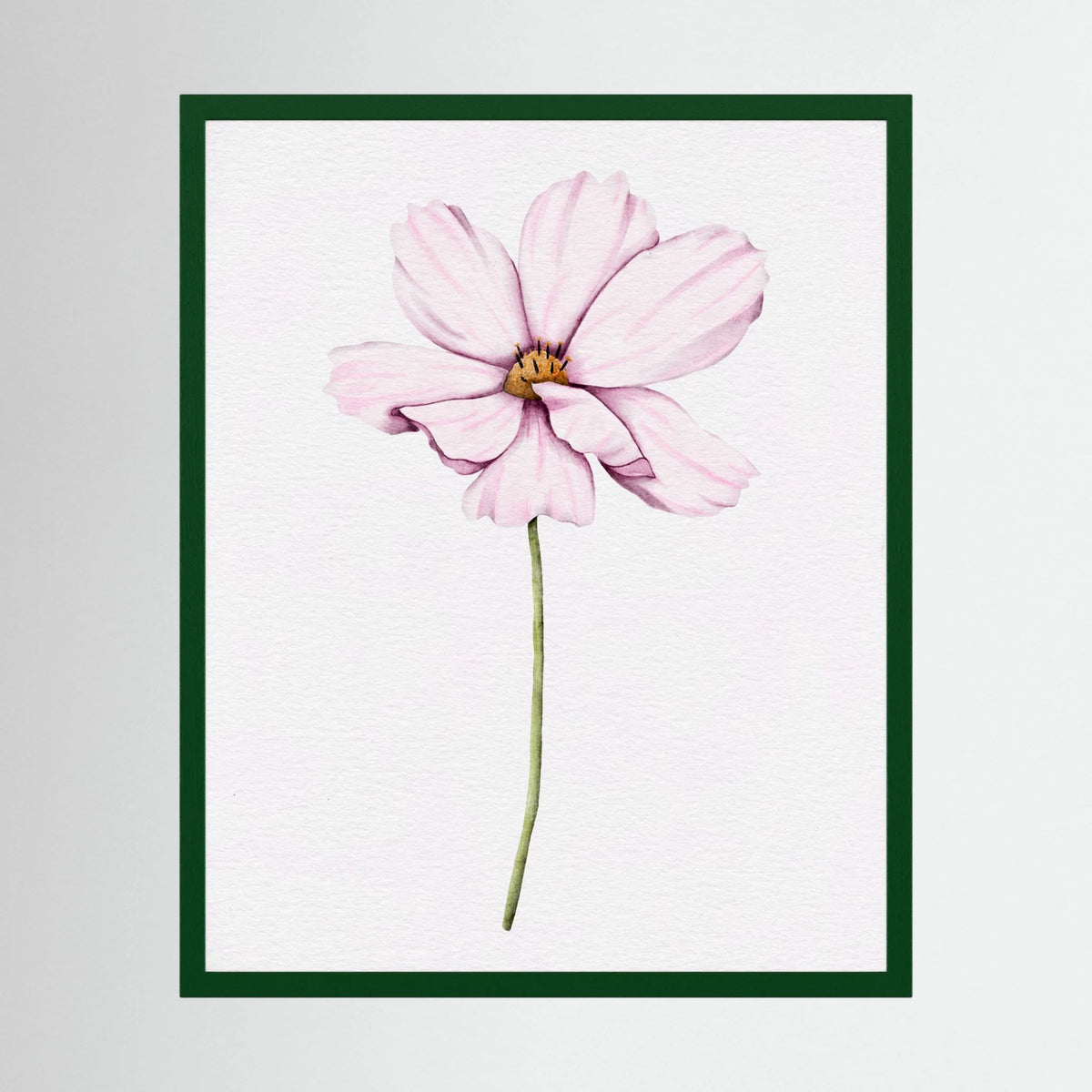 Watercolor Cosmos 