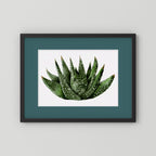 Watercolor Spiky Succulent