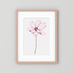 Watercolor Cosmos 