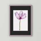 Watercolor Anemone 