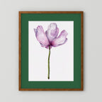 Watercolor Anemone 