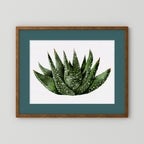 Watercolor Spiky Succulent