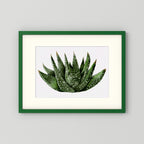 Watercolor Spiky Succulent
