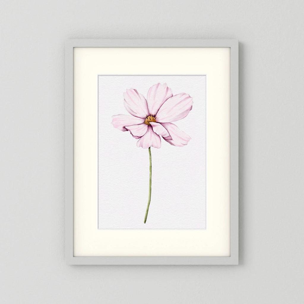 Watercolor Cosmos 