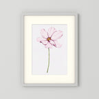 Watercolor Cosmos 