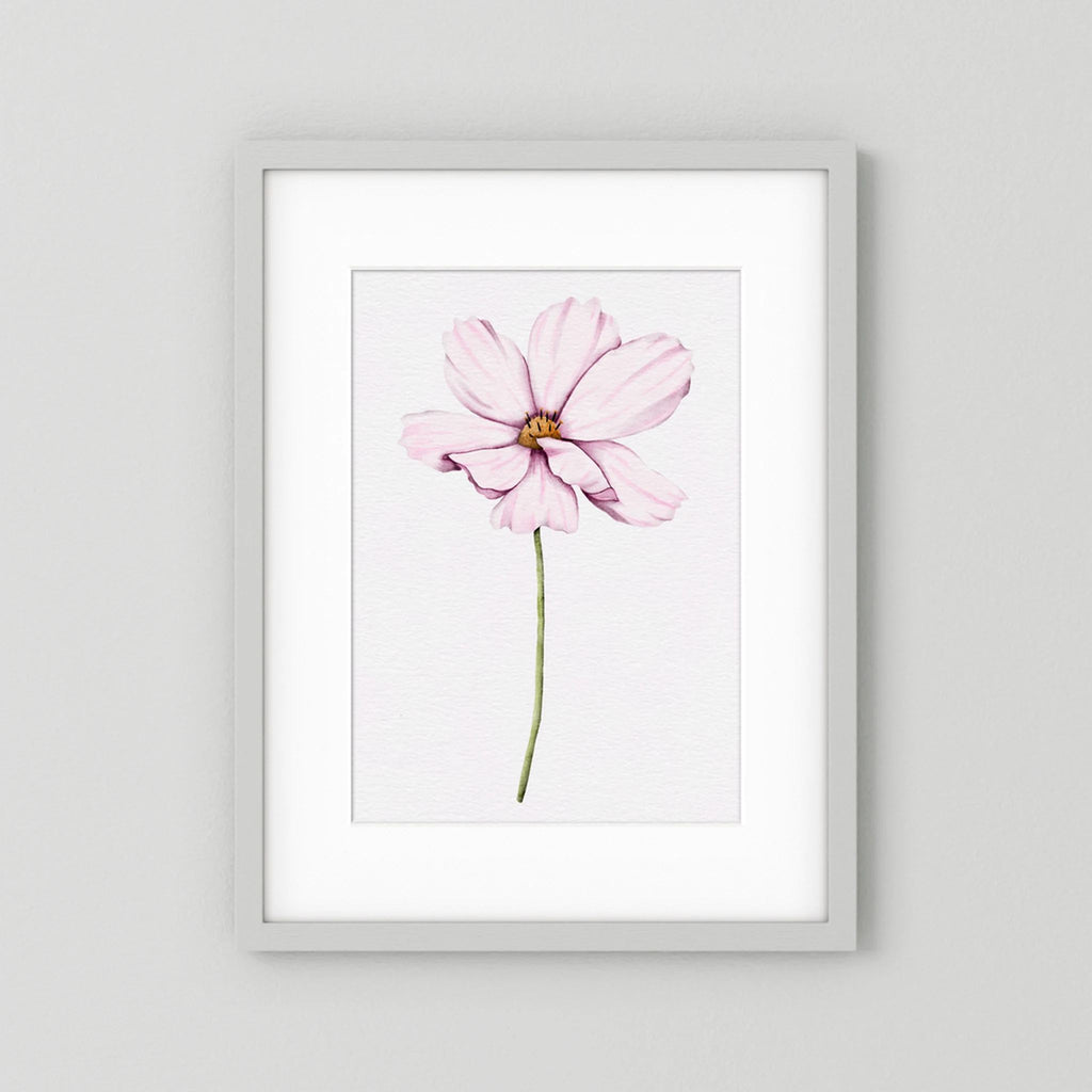 Watercolor Cosmos 