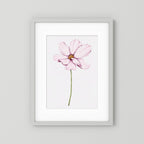 Watercolor Cosmos 