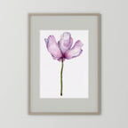 Watercolor Anemone 