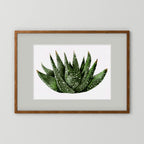 Watercolor Spiky Succulent