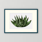 Watercolor Spiky Succulent