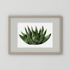 Watercolor Spiky Succulent