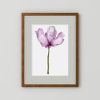 Watercolor Anemone 