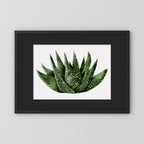 Watercolor Spiky Succulent