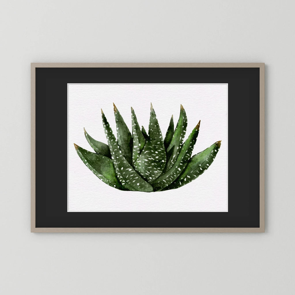 Watercolor Spiky Succulent