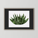 Watercolor Spiky Succulent