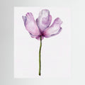 Watercolor Anemone 