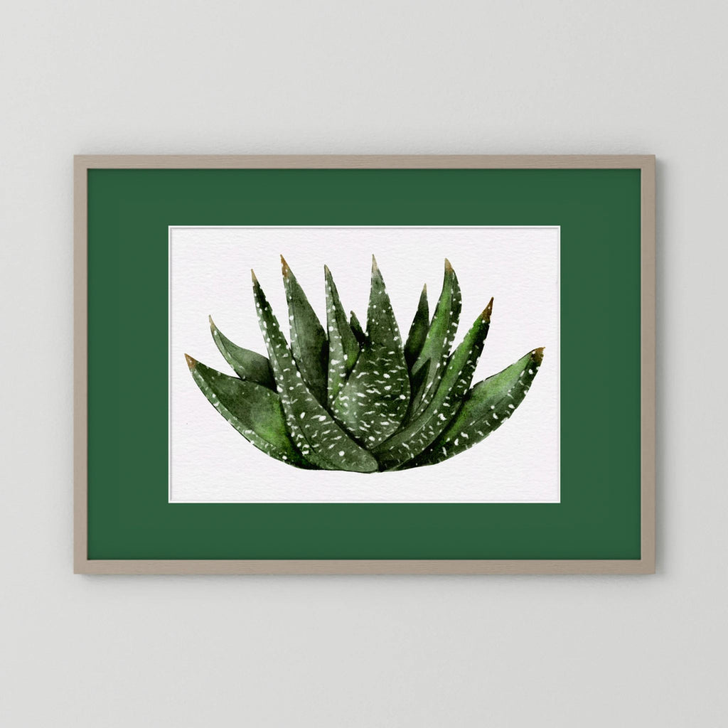 Watercolor Spiky Succulent