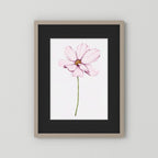 Watercolor Cosmos 