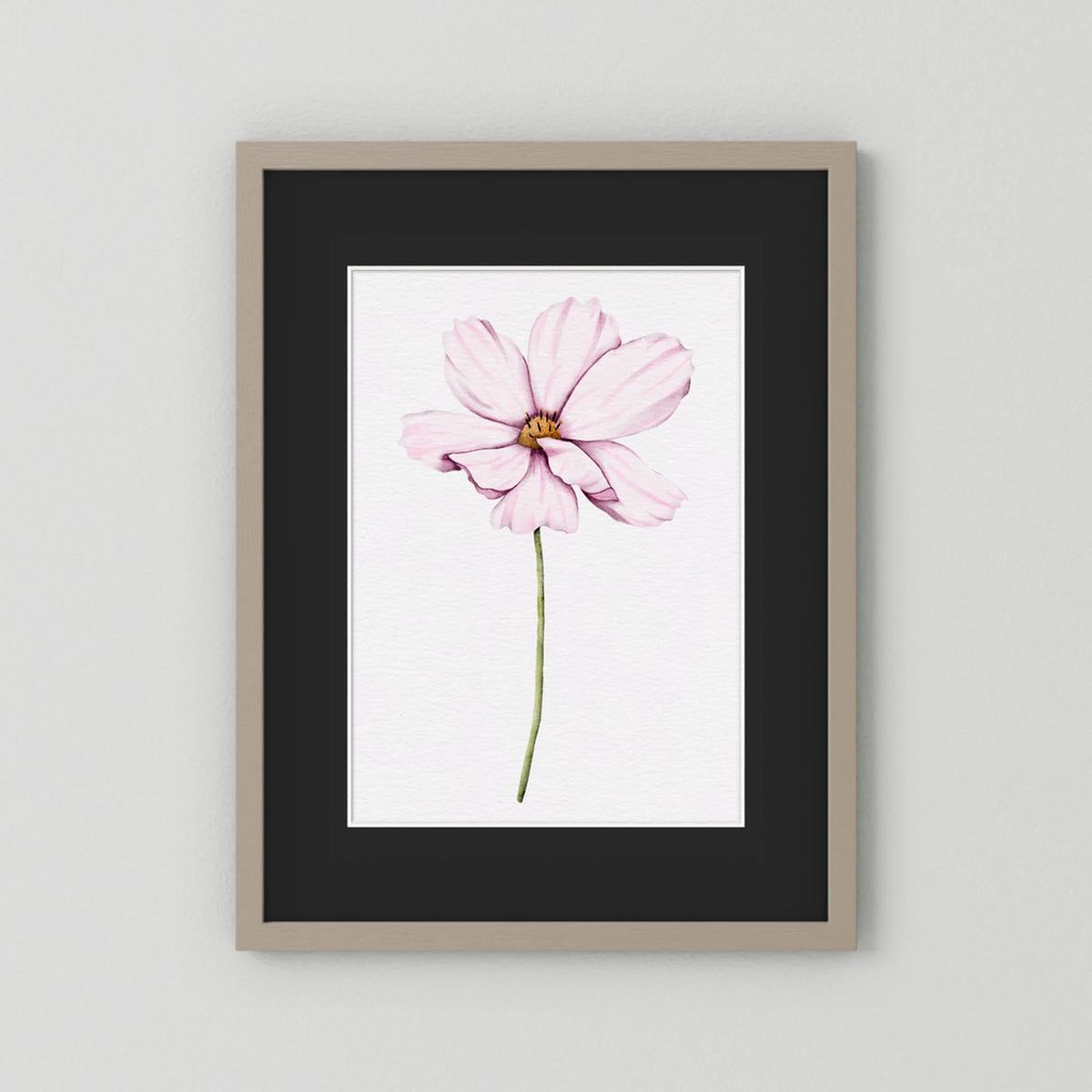 Watercolor Cosmos 