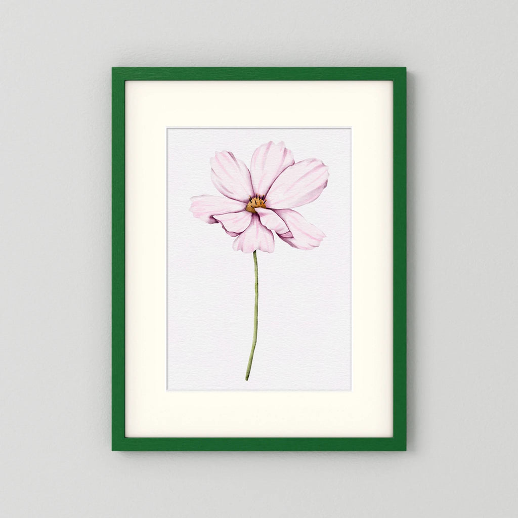 Watercolor Cosmos 