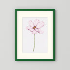Watercolor Cosmos 