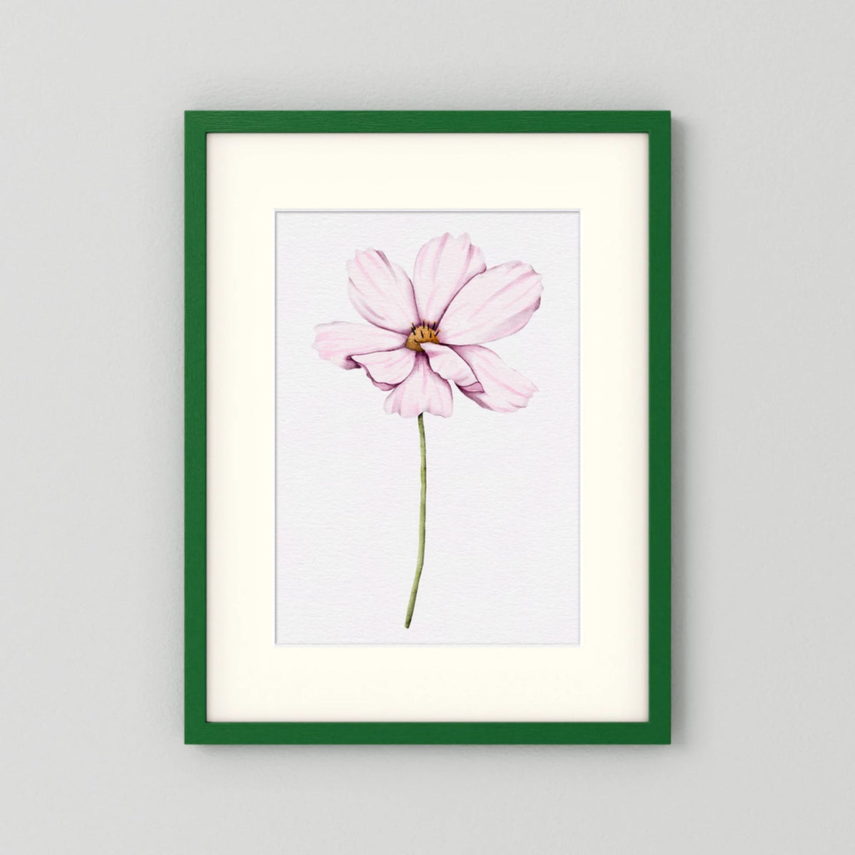 Watercolor Cosmos 