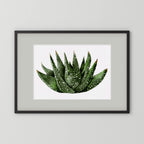 Watercolor Spiky Succulent