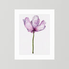 Watercolor Anemone 