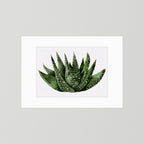 Watercolor Spiky Succulent
