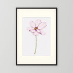 Watercolor Cosmos 