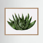 Watercolor Spiky Succulent