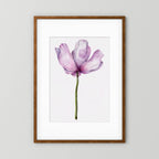 Watercolor Anemone 