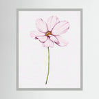 Watercolor Cosmos 