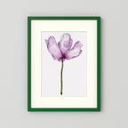 Watercolor Anemone 