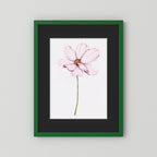 Watercolor Cosmos 